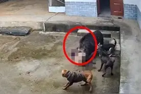 野猪突闯民宅，三条狗也没挡住，老人被撕咬后不幸身亡图片