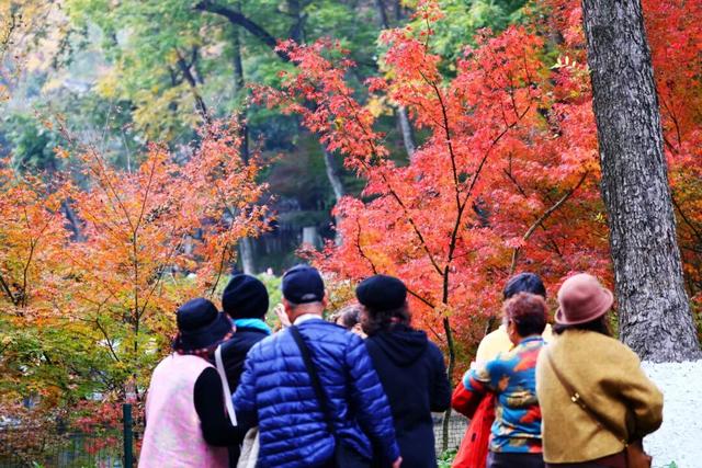 秋日美学暴击！正是赤橙黄绿时~