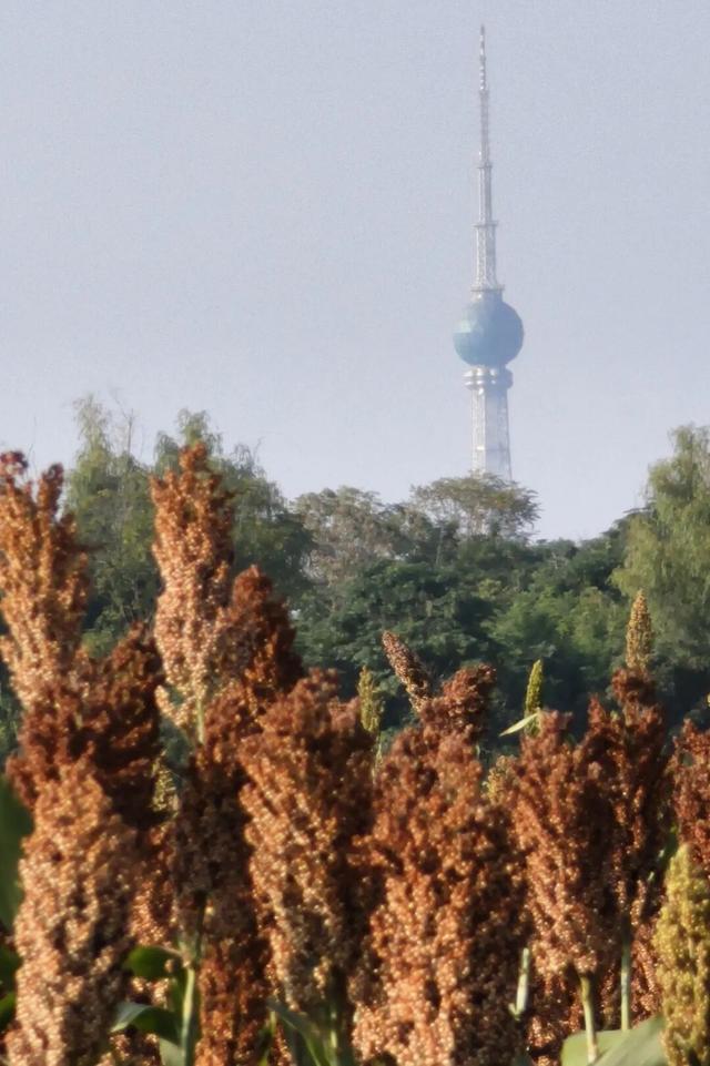 定鼎门旁这片高粱红，已经藏不住古都的秋意了