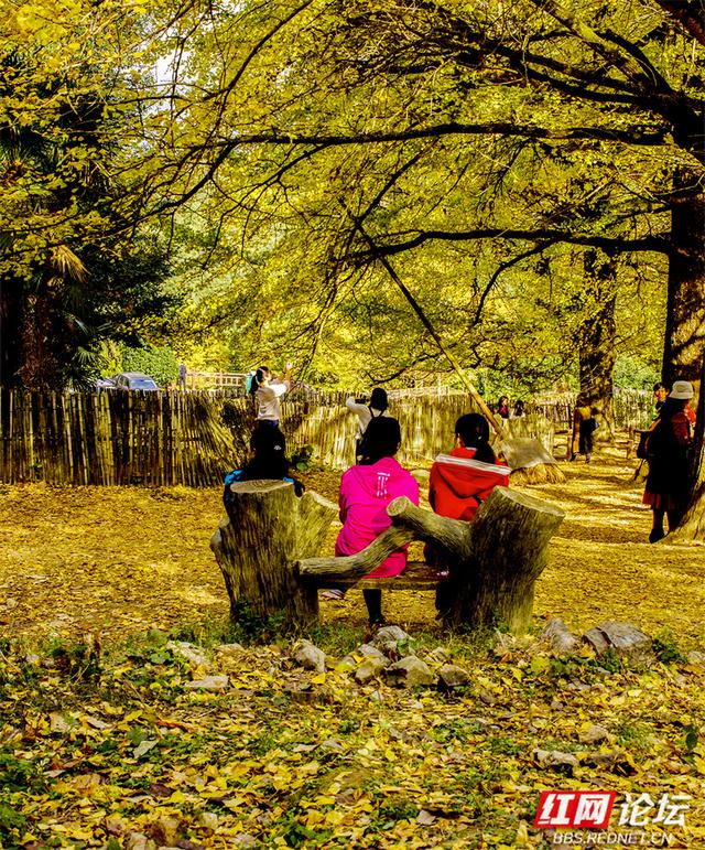 秋风作画，银杏成诗：永州桐子坳正迎来颜值巅峰