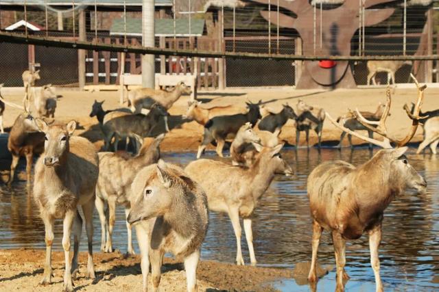 这片焦糖色的“童话森林”，美得藏不住了！