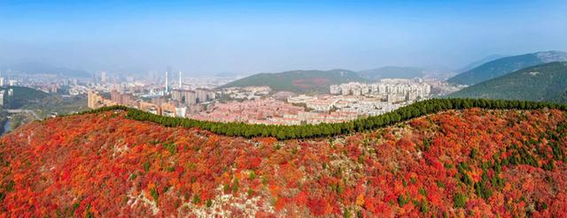 一年四季 泉在济南丨蝎子山：半山红翠绘秋章