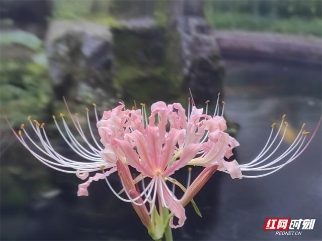张家界黄石寨彼岸花盛放 引中外游客共赏初秋美景