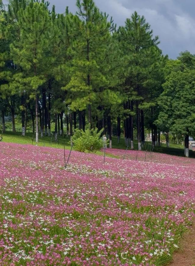 追花人出动！南宁这片免费的花海，你一定想去拍大片→
