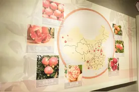 榴红枣庄：千年丝路的味觉传承与产业新生图片