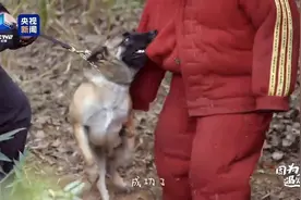 好样的！3条腿警犬考核通关又帅又燃图片