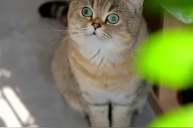 现在开始流行“带娃式”养宠了？图片