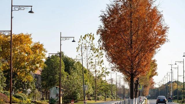 美丽农村路 | 荷美水乡，古韵潮玩！秀洲这条11.5公里的公路，串起千年运河与美丽乡村