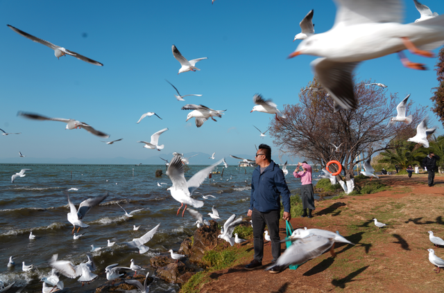一树樱花揽尽滇池春色