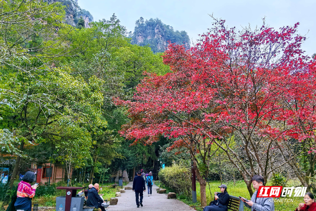 张家界国家森林公园秋意盎然，“捡秋” 之旅邂逅绝色山水