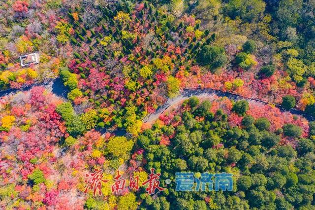 一年四季 泉在济南丨千佛山南坡红叶进入最佳观赏期，漫山尽披“秋日华服”！