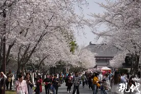 宛如春日“雪景”，扬州“樱花大道”迎来最佳观赏期图片