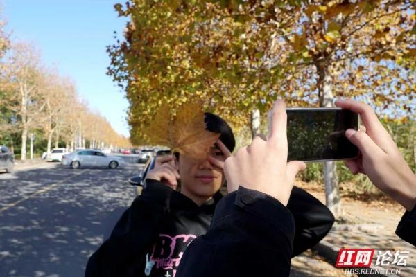 郴州这条黄叶道火了！露营放风筝，烟火气裹满暖意