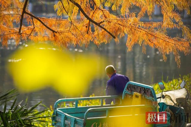 暖阳催彩叶，世界东湖初冬盛景已上线