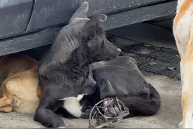 安徽宏村景区流浪狗“小黑”获救！康复后将在黄山当地动保中心安家图片