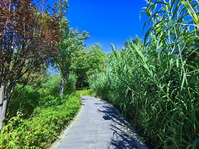 北京号最精彩 | 如烟似雾！顺义这两处“粉色花海”将迎盛花期