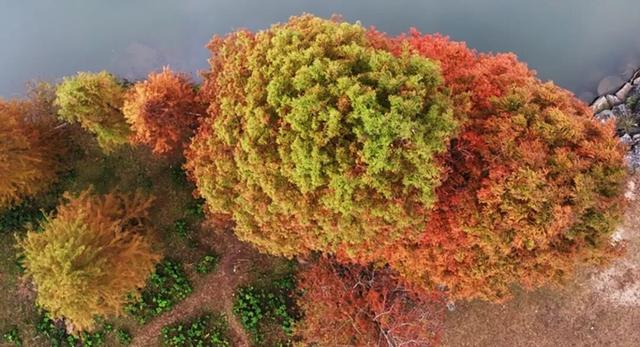 冬日茂名：看鹿湖顶“魔法”变变变