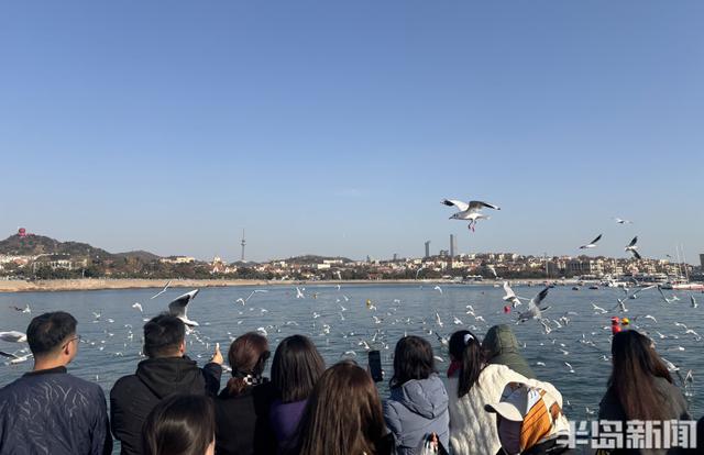 冬日人鸥共舞绘就和谐图景