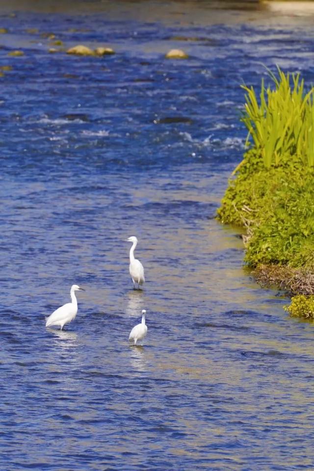 青白江版「技能五子棋」通关指南！这波操作抽象又好耍！