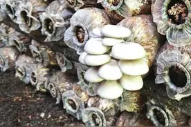 林下种植食用菌 村民撑起“致富伞”图片