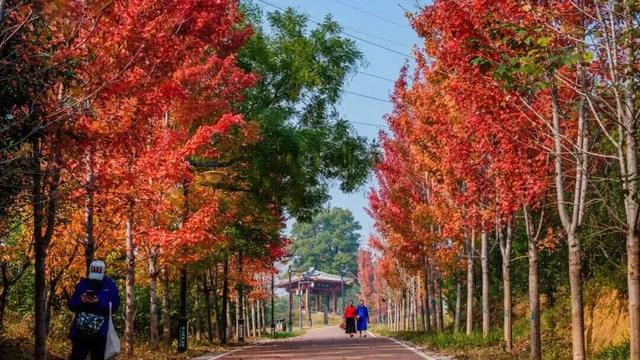 秋景大片都没看，洛阳的秋天，这就结束了？