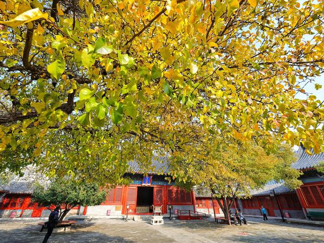 北京号最精彩 | 秋日“赶集”天花板！地坛银杏文化节明日开逛