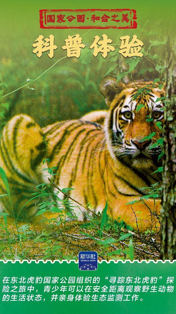 和合之美丨东北虎豹国家公园：猛兽家园野性王国