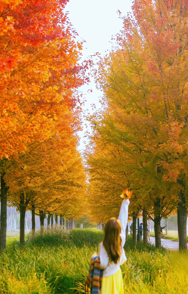 藏不住了！副中心这条4.4公里“红叶大道”，美到封神