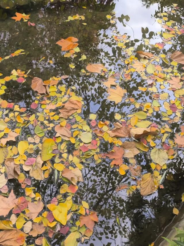 在静安，藏着一处红枫黛瓦的冬日中式美学“顶流”，猜猜在哪里？