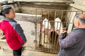 三穗县款场乡：精准验收赋动能 富民增收显实效图片