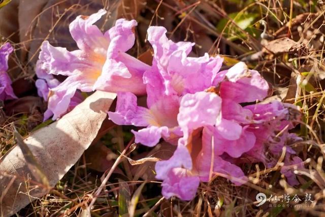 超出片！仙游这个公园，梦幻紫花风铃木盛放！