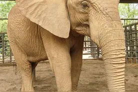 上海野生动物园回应“非洲象长期被欺负”：不实，系发情期产生斗争图片