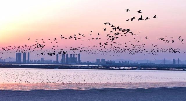 南海新区：碧海旭日天鹅舞
