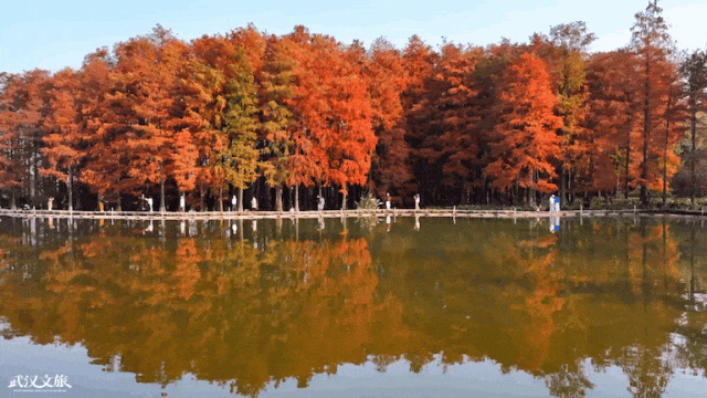 武汉这片杉树林，喀纳斯啊你！