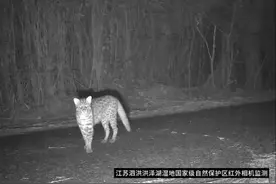 “豹猫”现身洪泽湖保护区图片