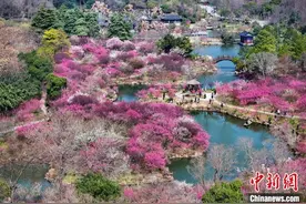 春日胜景  江苏扬州“湖上梅林”姹紫嫣红景美如画图片