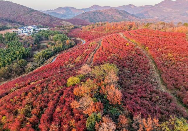 安徽庐江：蓝莓园变身“红叶秘境”