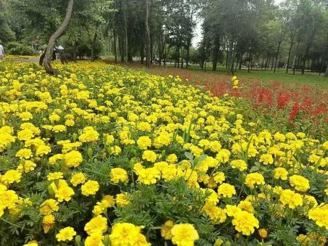 【花样“尔滨”】这个暑期，来“花漾香坊”游花海吧