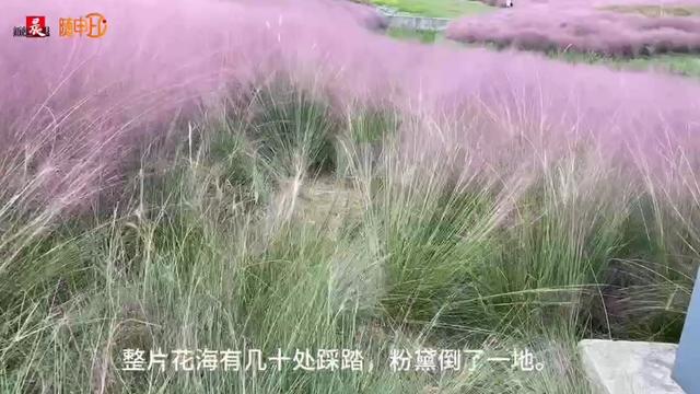 太可惜，被迫提前“下架”！上海这里正值“颜值巅峰”，多处“伤痕累累”……