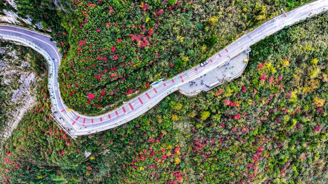 红叶扮靓长江巫峡