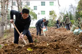 贵州大沙河：3年回归珍稀濒危植物银杉500余株图片