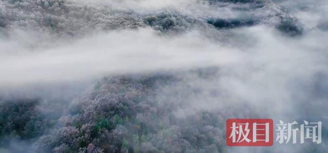 华中屋脊迎今秋首场雾凇 神农架一夜入“童话世界”
