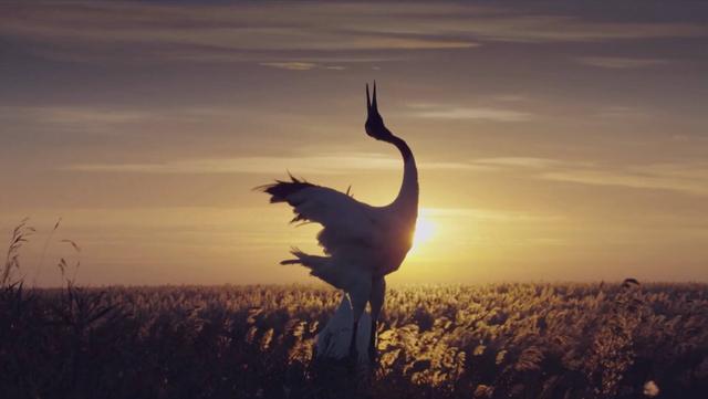 沿着黄河遇见海｜走进天鹅湖国际慢城景区：邂逅 “鸟中大熊猫” 读懂生态之美