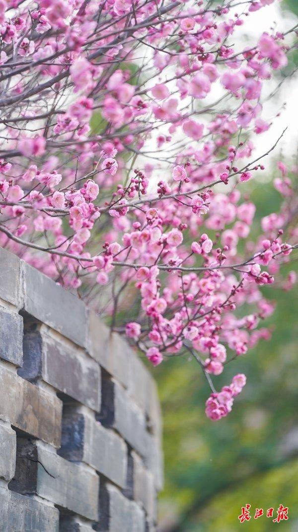 三梅争艳，武汉园博园藏着一只超级“花篮”