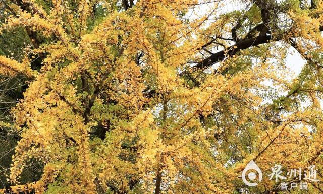 泉州人等到了！太惊艳，很多人赶去打卡！