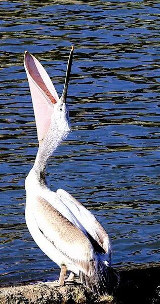 光影中的三门峡（560）