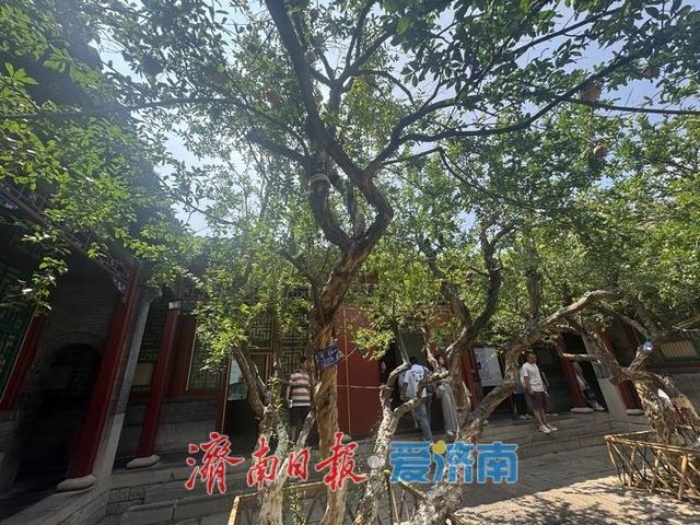 一年四季 泉在济南丨万竹园石榴院内百年古树挂果丰 秋日景致引客来