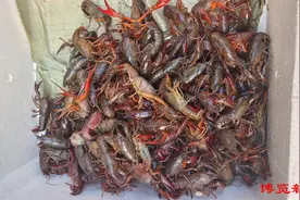 小龙虾上市！淄博市民尝鲜正当时机，快来开启你的小龙虾美食之旅吧！图片