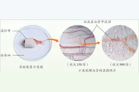 人教版新教材新在哪儿？哪些内容首次亮相？编写团队揭秘图片