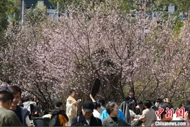 花期预报显示：今年武大樱花初花期略偏晚图片